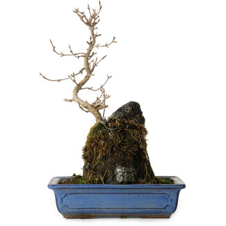 Acer buergerianum, 31 cm, ± 8 ans