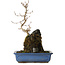 Acer buergerianum, 31 cm, ± 8 ans