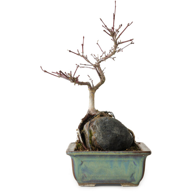 Acer palmatum Deshojo, 26 cm, ± 8 años de edad