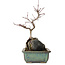 Acer palmatum Deshojo, 26 cm, ± 8 ans