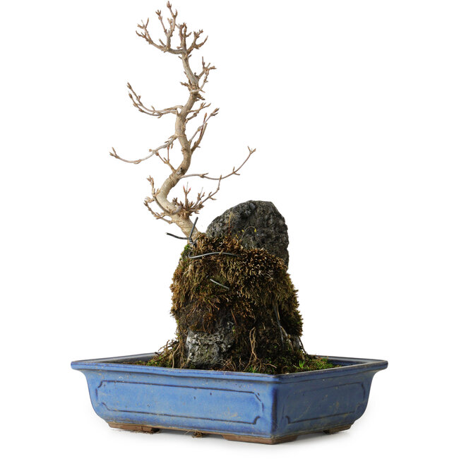 Acer buergerianum, 31 cm, ± 8 ans
