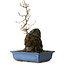 Acer buergerianum, 31 cm, ± 8 ans