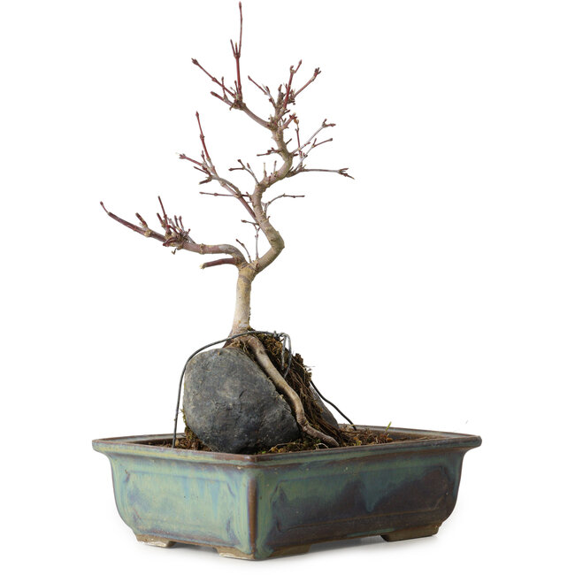 Acer palmatum Deshojo, 26 cm, ± 8 años de edad