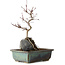 Acer palmatum Deshojo, 26 cm, ± 8 ans