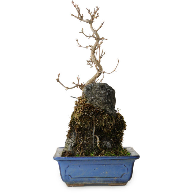 Acer buergerianum, 31 cm, ± 8 years old