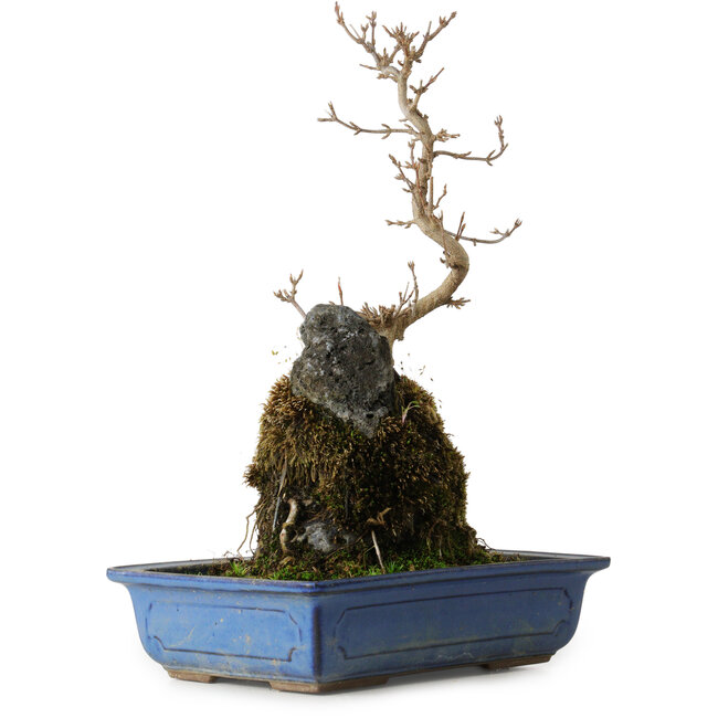 Acer buergerianum, 31 cm, ± 8 ans