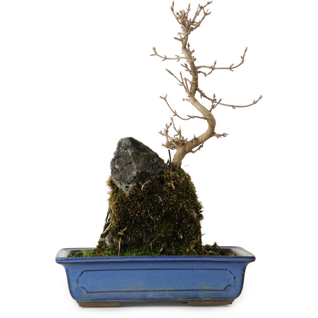 Acer buergerianum, 31 cm, ± 8 años