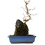 Acer buergerianum, 31 cm, ± 8 ans