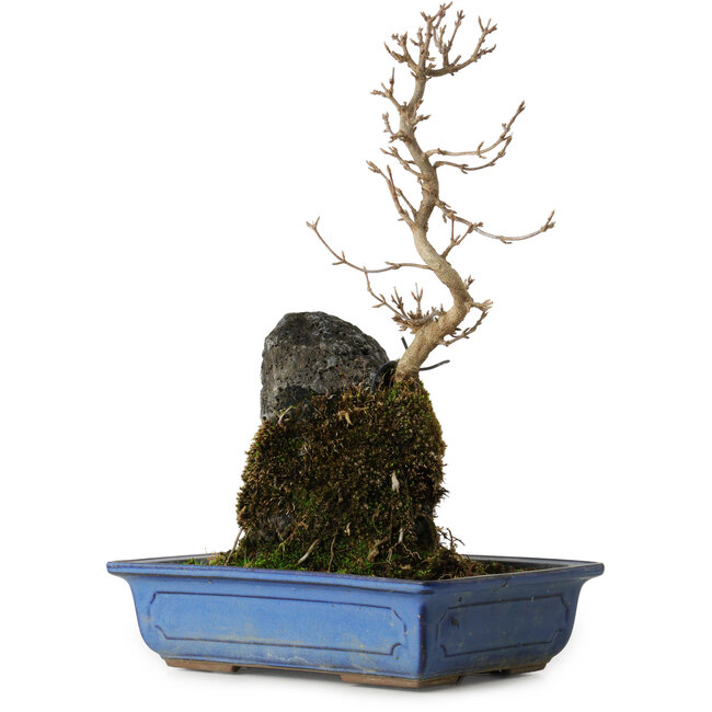 Acer buergerianum, 31 cm, ± 8 anni