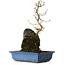Acer buergerianum, 31 cm, ± 8 ans