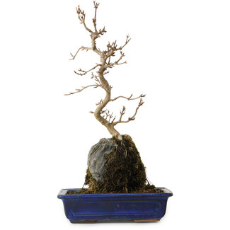 Acer buergerianum, 38 cm, ± 8 Jahre alt