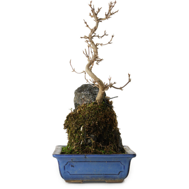 Acer buergerianum, 31 cm, ± 8 ans