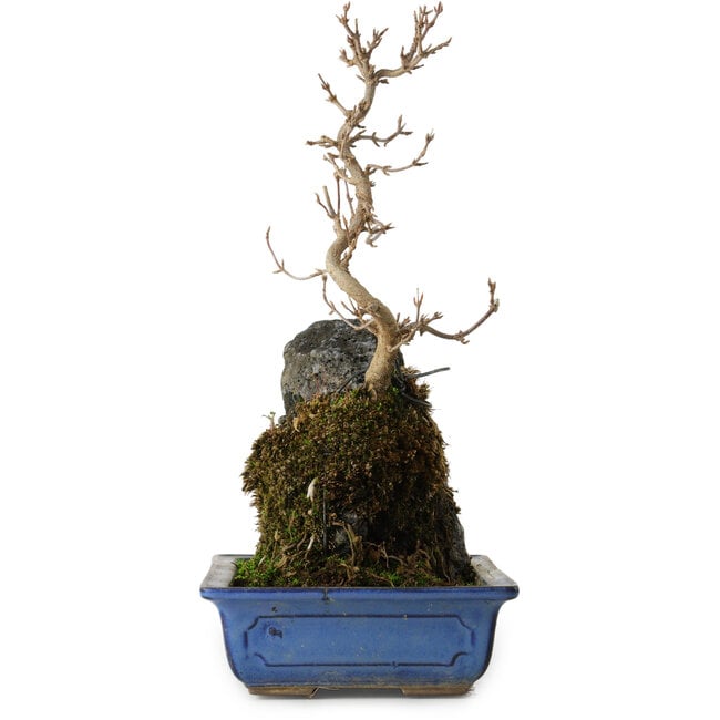 Acer buergerianum, 31 cm, ± 8 jaar oud