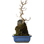 Acer buergerianum, 31 cm, ± 8 ans