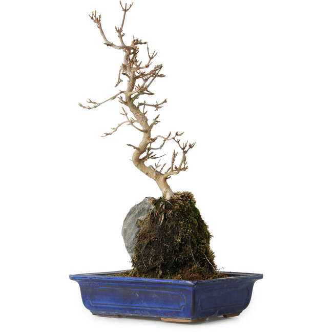 Acer buergerianum, 38 cm, ± 8 Jahre alt