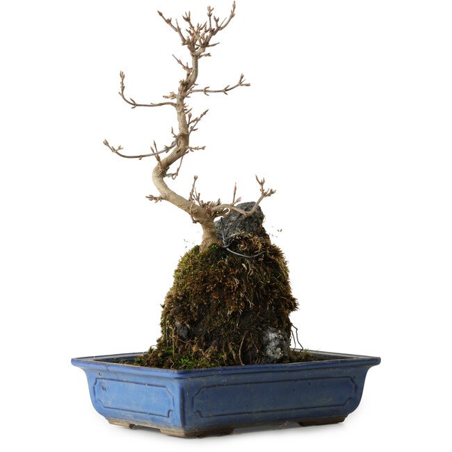 Acer buergerianum, 31 cm, ± 8 ans