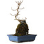 Acer buergerianum, 31 cm, ± 8 ans