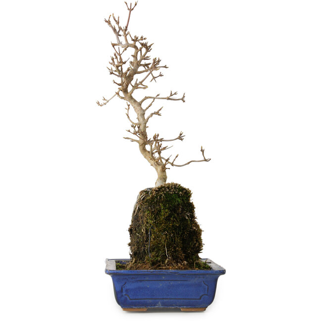 Acer buergerianum, 38 cm, ± 8 anni