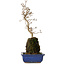 Acer buergerianum, 38 cm, ± 8 jaar oud