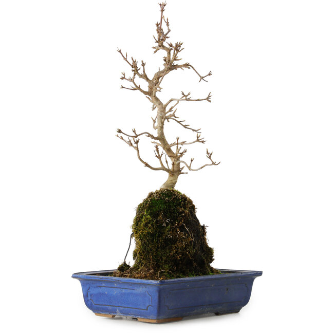 Acer buergerianum, 38 cm, ± 8 Jahre alt