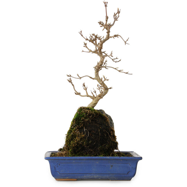 Acer buergerianum, 38 cm, ± 8 años