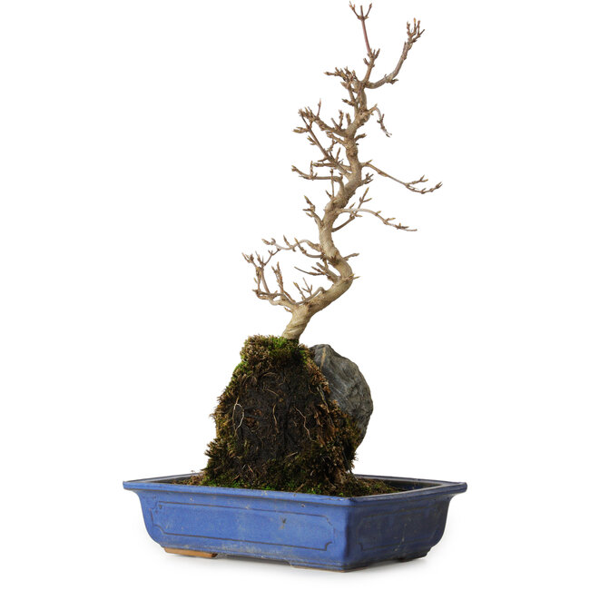 Acer buergerianum, 38 cm, ± 8 Jahre alt