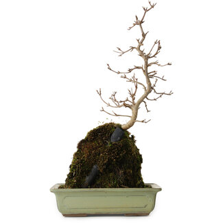 Acer buergerianum, 39 cm, ± 8 years old