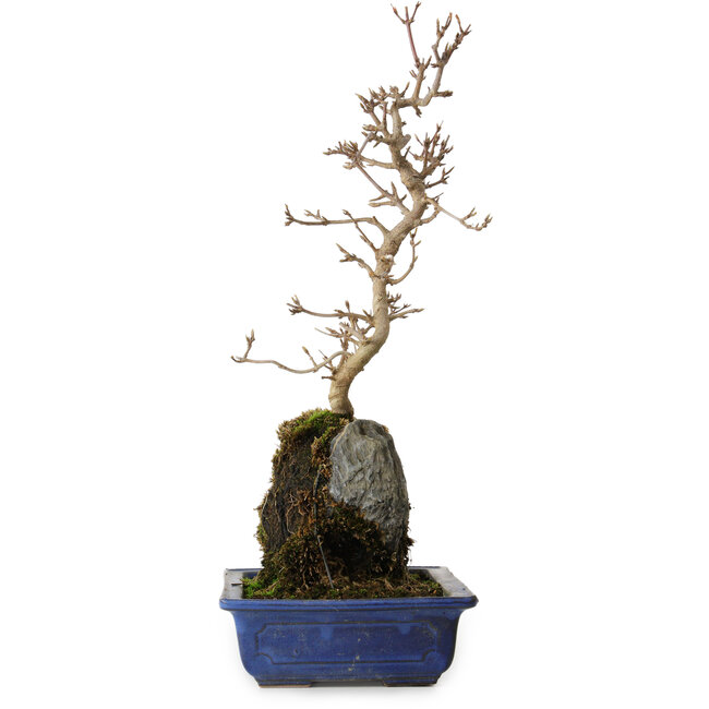 Acer buergerianum, 38 cm, ± 8 anni
