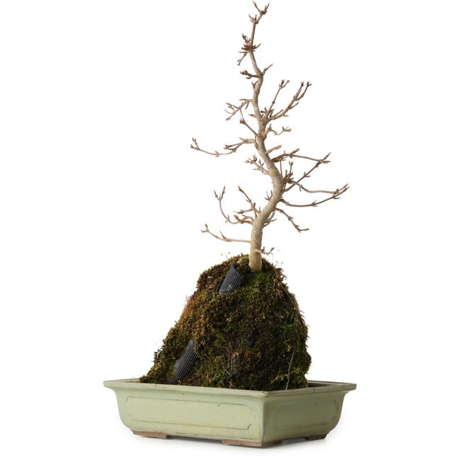 Acer buergerianum, 39 cm, ± 8 anni