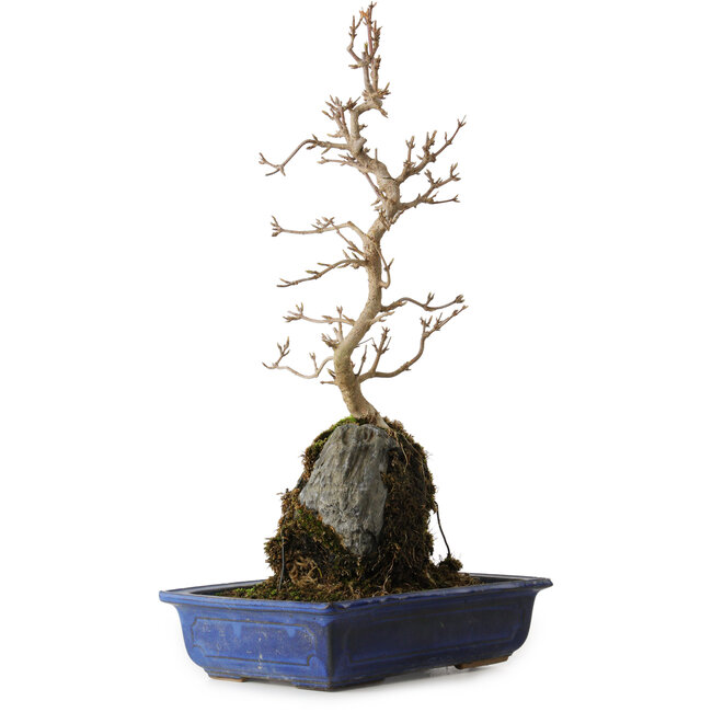 Acer buergerianum, 38 cm, ± 8 anni