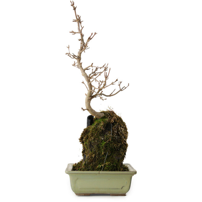 Acer buergerianum, 39 cm, ± 8 jaar oud