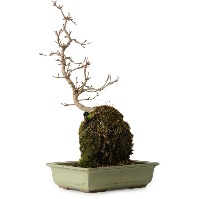 Acer buergerianum, 39 cm, ± 8 years old