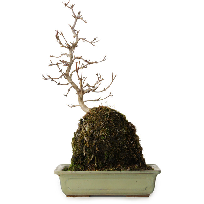 Acer buergerianum, 39 cm, ± 8 Jahre alt