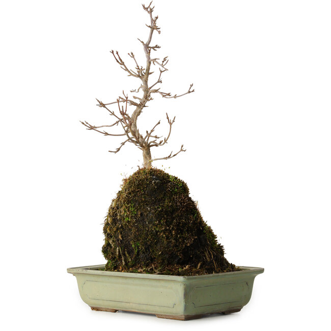 Acer buergerianum, 39 cm, ± 8 jaar oud