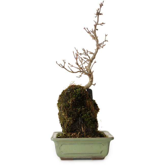 Acer buergerianum, 39 cm, ± 8 años