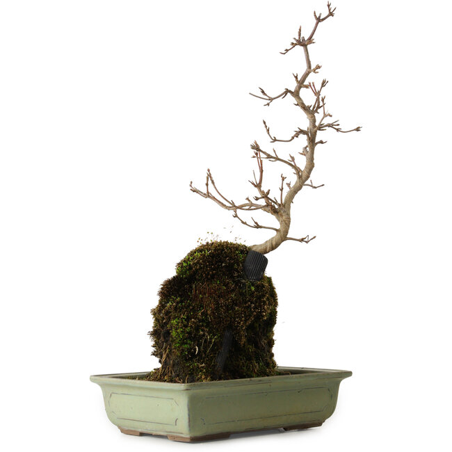 Acer buergerianum, 39 cm, ± 8 jaar oud