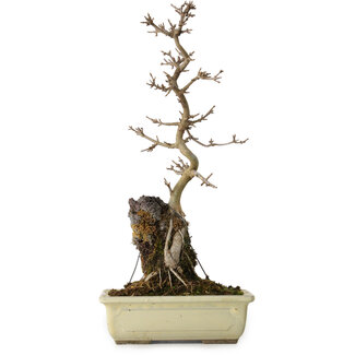 Acer buergerianum, 37 cm, ± 8 años