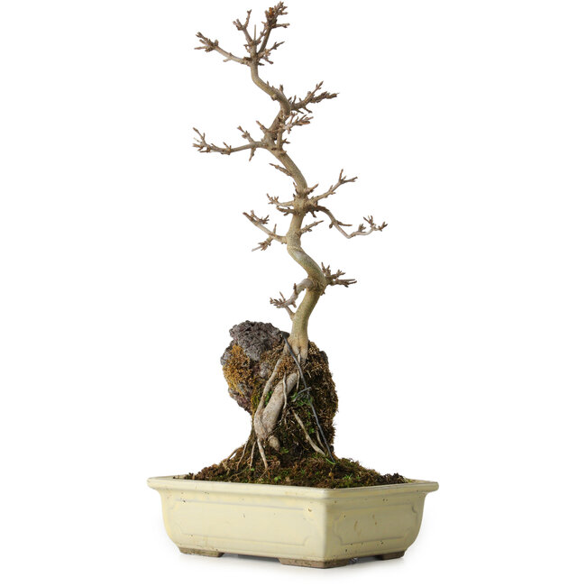 Acer buergerianum, 37 cm, ± 8 years old