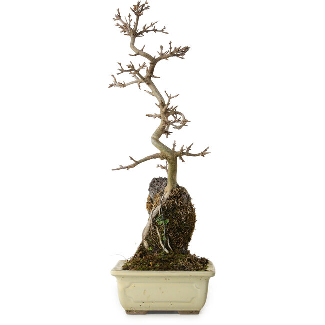 Acer buergerianum, 37 cm, ± 8 years old