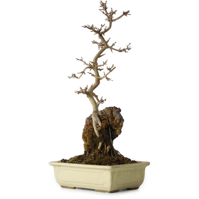 Acer buergerianum, 37 cm, ± 8 Jahre alt