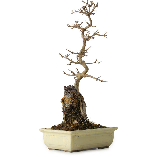 Acer buergerianum, 37 cm, ± 8 jaar oud
