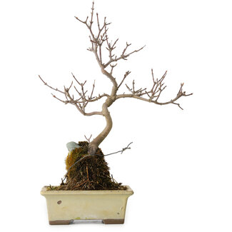 Acer buergerianum, 34 cm, ± 8 ans