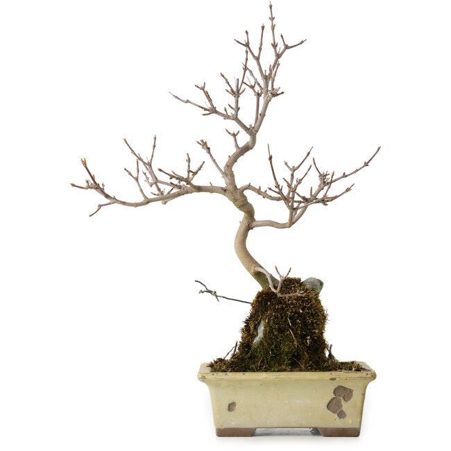 Acer buergerianum, 34 cm, ± 8 jaar oud