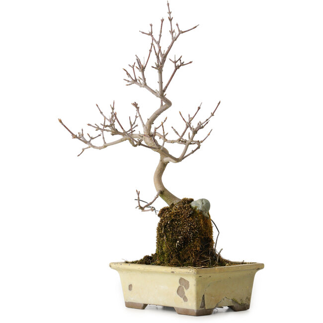 Acer buergerianum, 34 cm, ± 8 jaar oud