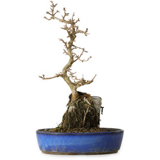 Acer buergerianum, 35 cm, ± 8 ans