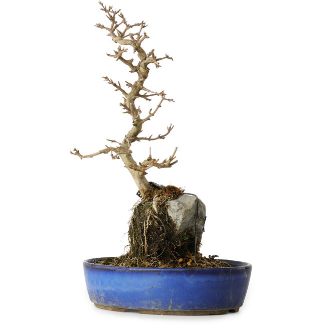 Acer buergerianum, 35 cm, ± 8 anni