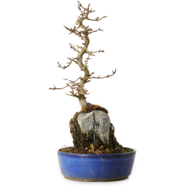 Acer buergerianum, 35 cm, ± 8 years old