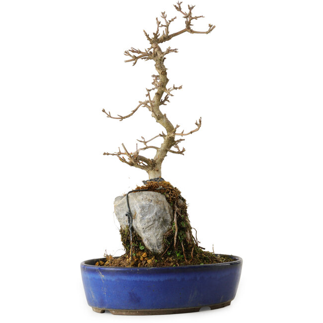 Acer buergerianum, 35 cm, ± 8 anni