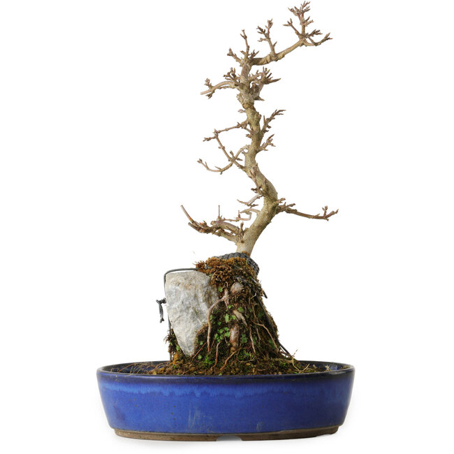 Acer buergerianum, 35 cm, ± 8 years old