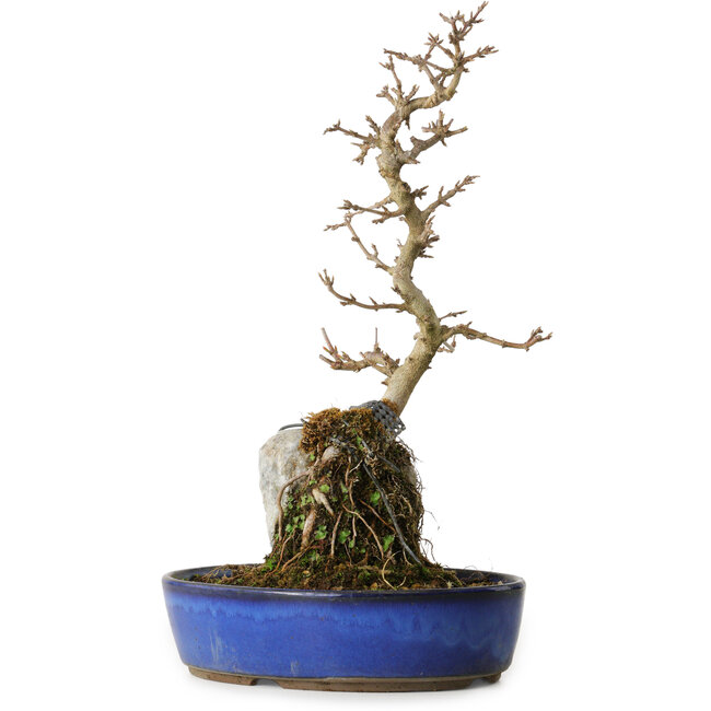 Acer buergerianum, 35 cm, ± 8 jaar oud